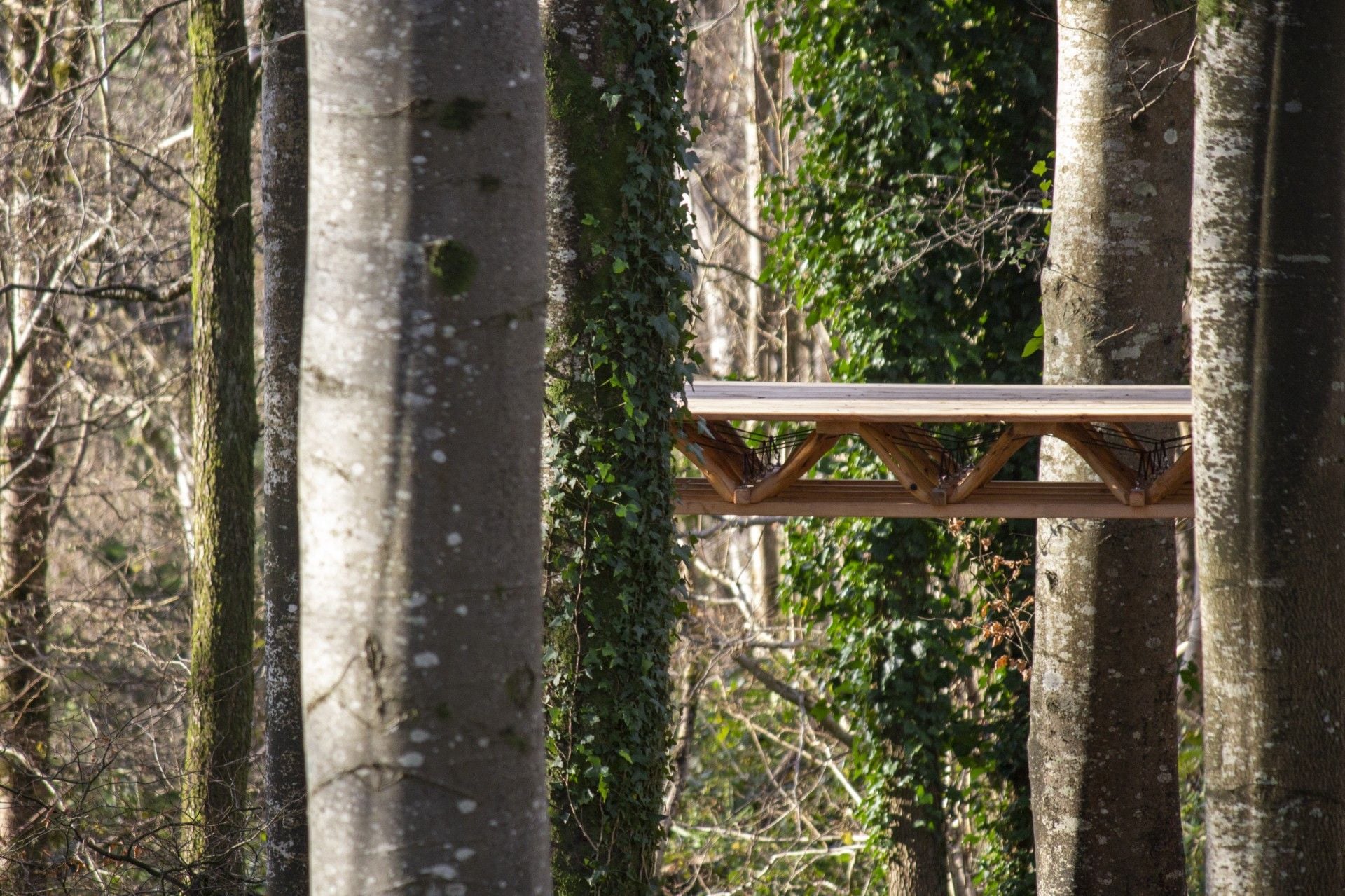 A Forest Datum, a suspended walkway made of wood and metal spans between trees in the beechwood at Hooke Park in Dorset, England..